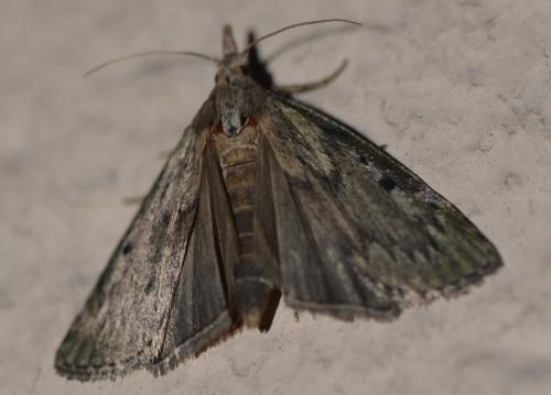 Réf. 303 008 : Aphomia sociella